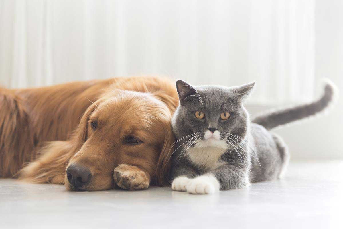 about our veterinary practice Arrington, TN 